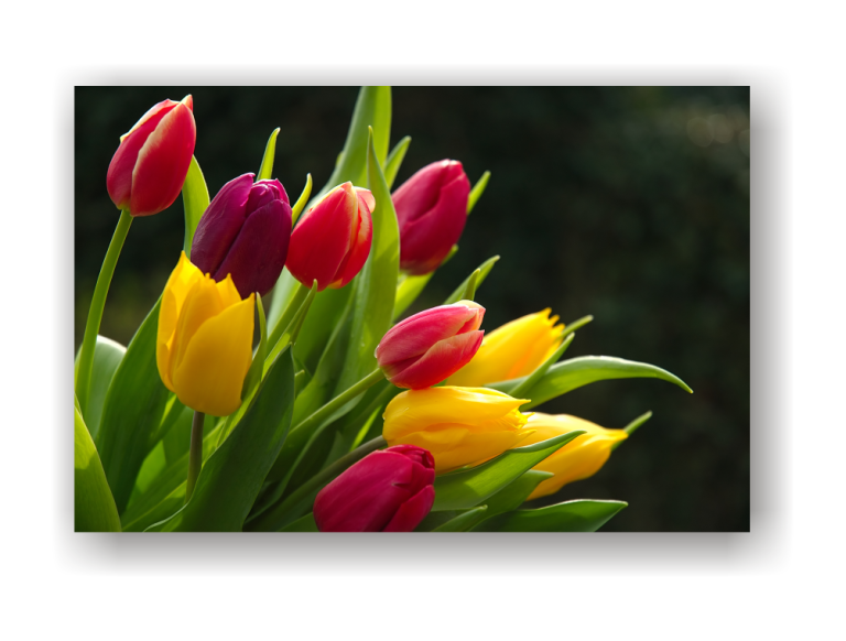 Lazer Art & Frame 1162652854