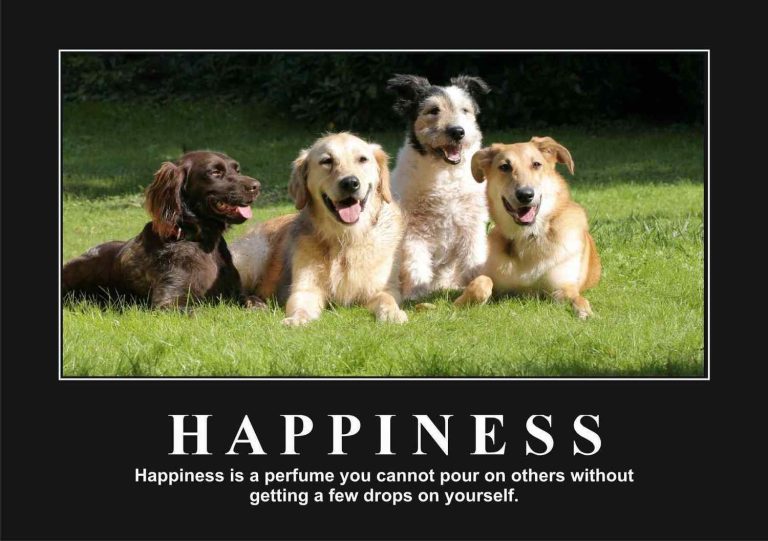 Happiness Motivational Posters A4 : A3 - Lazer Art & Frame