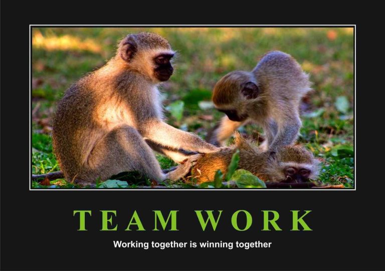 Team Work - Monkeys Motivational Posters A4 : A3 - Lazer Art & Frame